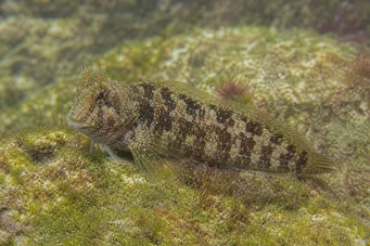 Coryphoblennius galerita Blennie coiffée