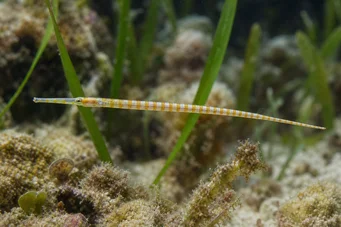 Corythoichthys flavofasciastus Poisson aiguille à bandes jaunes
