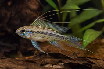 Crenicara filamentosa Cichlidé quadrillé