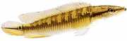 Crenicichla lepidota Crenicichla lepidota