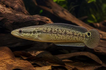 Crenicichla lepidota Crenicichla lepidota