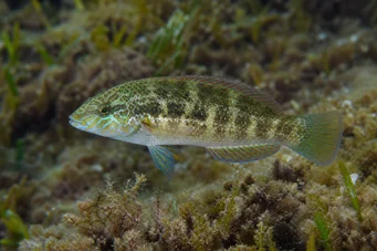 Crenilabrus melops Crénilabre mélops