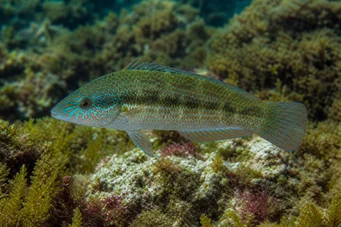 Crenilabrus tinca Crénilabre tanche