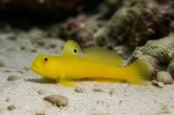 Cryptocentrus cinctus Gobie soufre