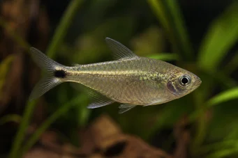 Ctenobrycon spilurus hauxwellianus Characin à dos haut