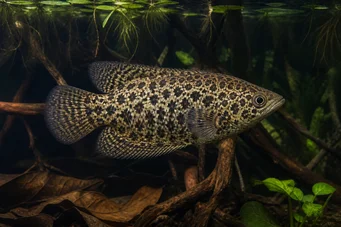 Ctenopoma acutirostre Cténopoma léopard
