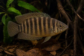 Ctenopoma fasciolatum Cténopoma rayé