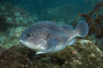Cyclopterus lumpus Lompe