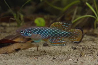 Cynolebias bellottii Cynolebias perlé d'argentine