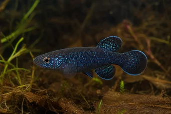 Cynolebias nigripinnis Perle d Argentine à nageoires noires
