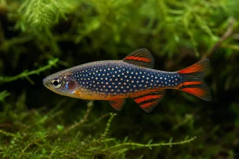 Danio margaritatus Danio Galaxy