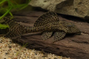 Dekeyseria brachyura Dekeyseria brachyura
