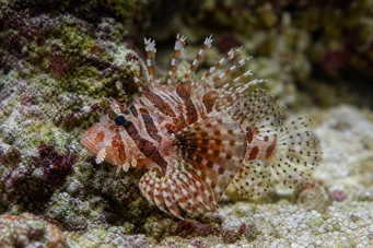 Dendrochirus brachypterus Ptérois nain