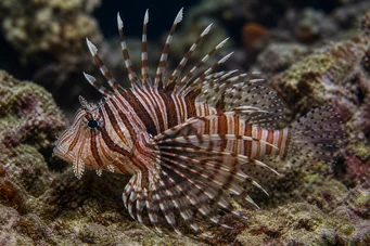 Dendrochirus zebra Poisson-scorpion nain à bandes