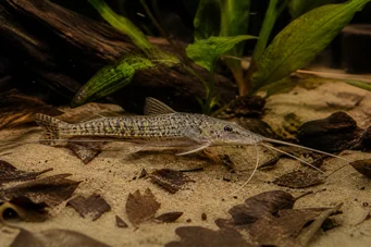 Dianema longibarbis Silure hublot