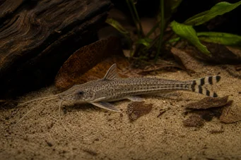 Dianema urostriata Silure à queue rayée