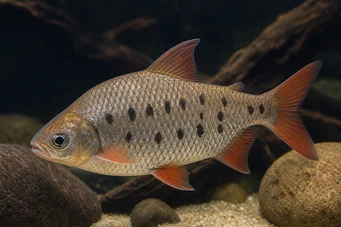 Distichodus decemmaculatus Distichodus nain