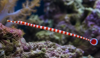 Dunkerocampus dactyliophorus Aiguille de mer zébrée