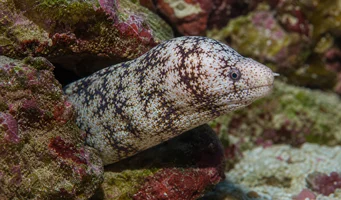 Echidna nebulosa Murène à fleurs