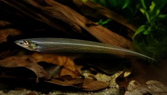 Eigenmannia virescens Poissons couteaux de verre