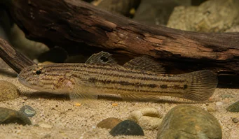 Eleotrides strigatus Gobie soyeux à joues bleues