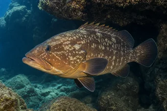 Epinephelus marginatus Mérou brun