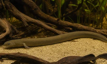 Erpetoichthys calabaricus Poisson-roseau