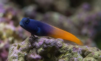 Escenius bicolor Blennie bicolore