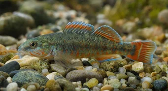 Etheostoma obama Perche obama