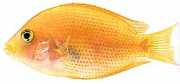 Etroplus maculatus Chromide orange