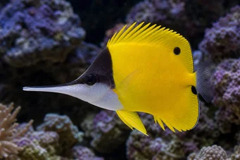 Forcipiger longirostris Chelmon à long bec