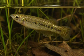 Fundulus chrysotus Killi à oreilles dorées