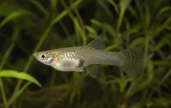 Gambusia affinis Gambusie du Texas