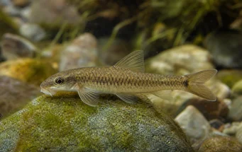 Garra cambodgiesis Lèche-pièrres