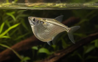 Gasteropelecus sternicla Poisson-hachette argenté