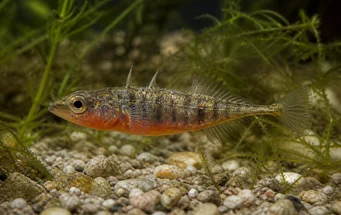 Gasterosteus aculeatus Epinoche à trois épines