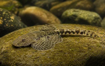 Gastromyzon ctenocephalus Gastromyzon de Bornéo