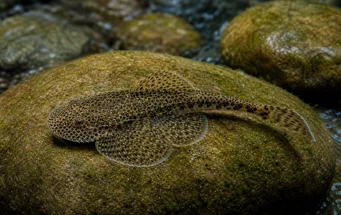 Gastromyzon punctulatus Loche ponctuée