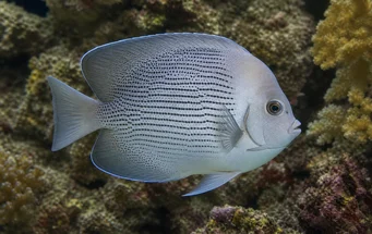 Genicanthus lamarck Poisson-ange de lamarck