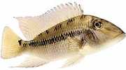 Geophagus daemon Geophagus daemon