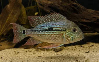 Geophagus daemon Geophagus daemon
