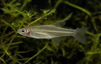 Girardinus metallicus Girardinus métallisé