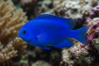 Glyphidodontops cyaneus Diable bleu