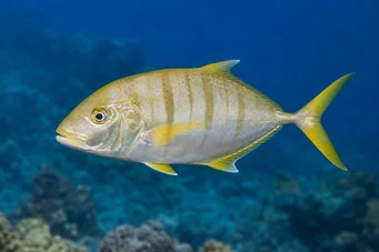 Gnathanodon speciosus Valet rayé