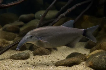 Gnathonemus elephas Poisson-éléphant tricolor
