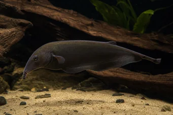 Gnathonemus petersi Poisson éléphant