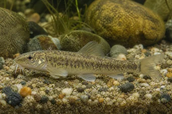 Gobio albipinnatus Goujon à nageoires blanches