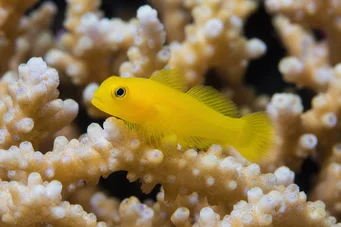 Gobiodon citrinus Gobie citron