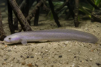 Gobioides peruanus Gobie-anguille