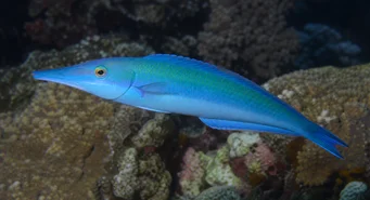 Gomphosus coerulus Labre-oiseau
